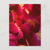 Velvet Postkarte (Vorderseite)