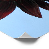 Velvet Queen Sunflowers Poster (Ecke)