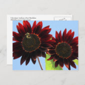 Velvet Queen Sunflowers Postkarte (Vorne/Hinten)