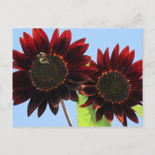 Velvet Queen Sunflowers Postkarte