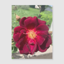 Velvet Rose Magnet