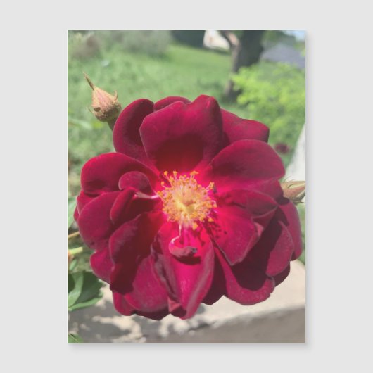 Velvet Rose Magnet (Vorderseite)
