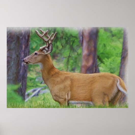 Velvet Whitetail Deer Buck Poster (Vorne)