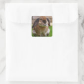 Velveteen Lop Bunny Rabbit Quadratischer Aufkleber (Tasche)