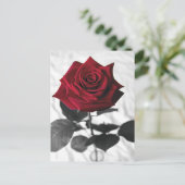 VelvetRose Postkarte (Stehend Vorderseite)