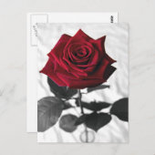 VelvetRose Postkarte (Vorne/Hinten)