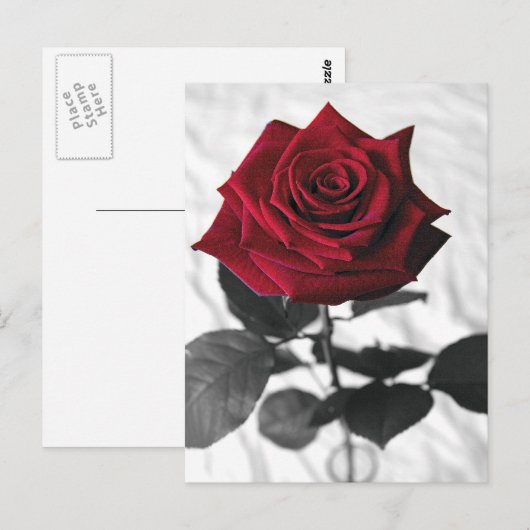 VelvetRose Postkarte (Vorne/Hinten)