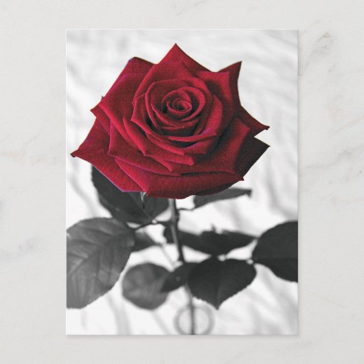 VelvetRose Postkarte (Vorderseite)