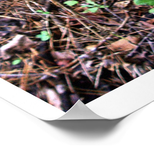 Velvety Green Moss Poster (Ecke)