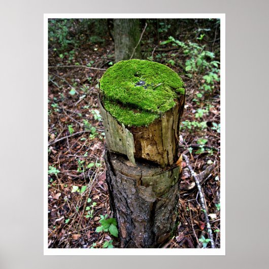 Velvety Green Moss Poster (Vorne)
