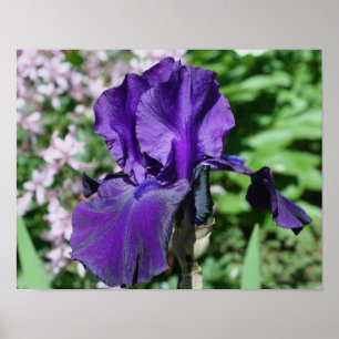 Velvety Lila Bearded Iris Blume Poster
