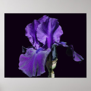 Velvour Lila Bartded Iris Blume Art Poster