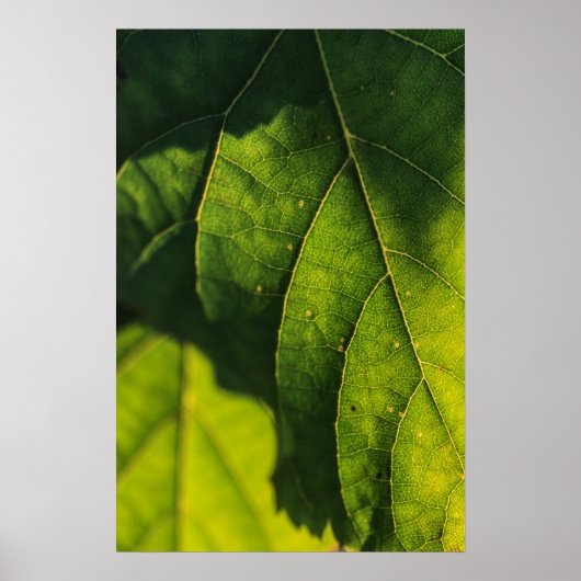 Venen mit grünem Leaf Poster (Vorne)