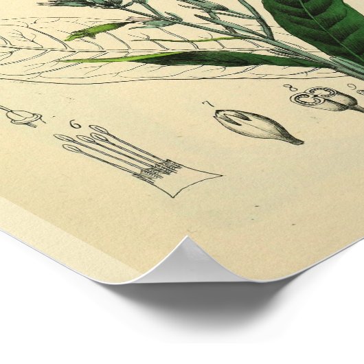 Venen Muskeln Bein Foot Anatomie Art Print Poster (Ecke)