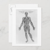 Venen- und Arteriesystem (b/w-Druck) Postkarte (Vorne/Hinten)