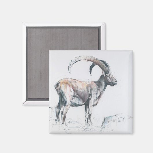 Venerando Stambecco Magnet (Vorderseite/Rückseite)
