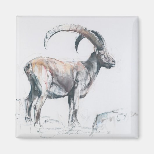 Venerando Stambecco Magnet (Vorne)