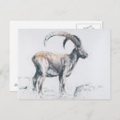 Venerando Stambecco Postkarte (Vorne/Hinten)
