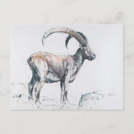 Venerando Stambecco Postkarte (Vorderseite)