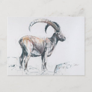 Venerando Stambecco Postkarte