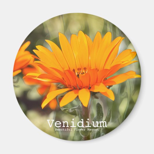 Venidium Magnet (Vorne)