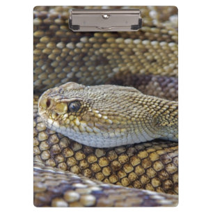 Venomische Rattle Schlange Nah Klemmbrett