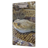 Venomous Rattle Schlange Nah Klemmbrett (Links)