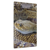 Venomous Rattle Schlange Nah Klemmbrett (Rechts)