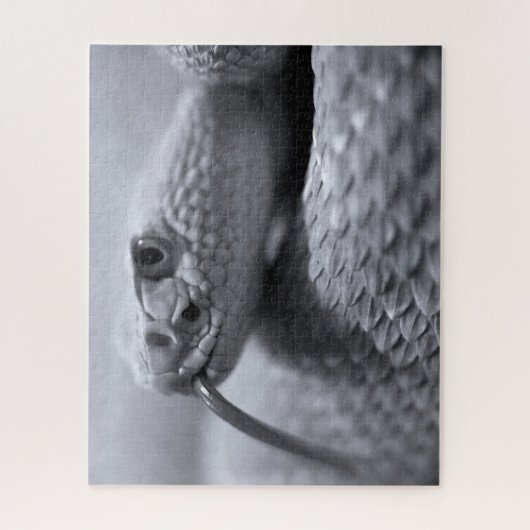 Venomous Rattlesnake in Monochrom, Jigsaw Puzzle (Vertikal)