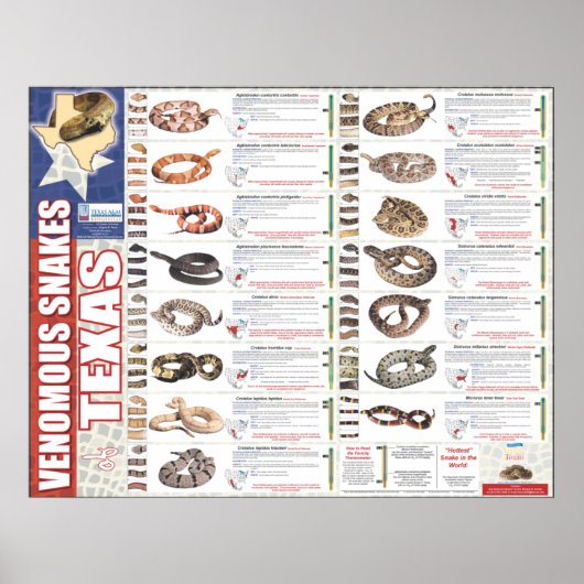 Venomous Schlangen von Texas Poser von der NNTRC Poster (Vorne)