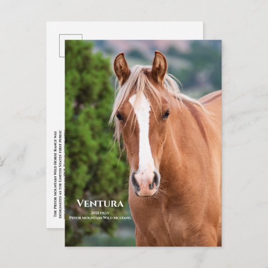 Ventura Postkarte (Vorne/Hinten)