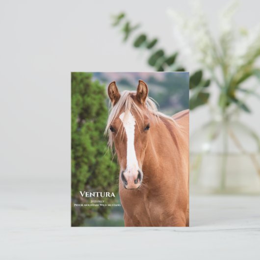 Ventura Postkarte (Stehend Vorderseite)