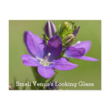 Venus Blick Glas Lila Wildblume Postkarte