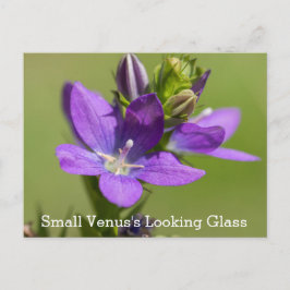Venus Blick Glas Lila Wildblume Postkarte