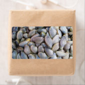 Venus Clam [ห อ ล า ย] (Insitu)