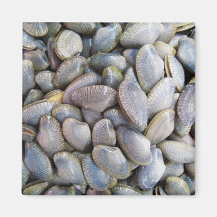 Venus Clam [ห อ ล า ย] Magnet