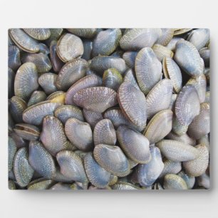 Venus Clam [gestreifte Venusmuschel] Fotoplatte