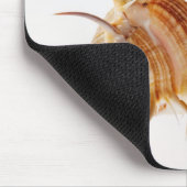 Venus Comb Murex Muschel (Murex pectin) gegen Mousepad (Ecke)