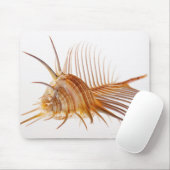 Venus Comb Murex Muschel (Murex pectin) gegen Mousepad (Mit Mouse)