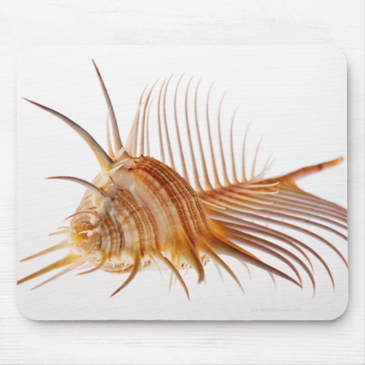 Venus Comb Murex Muschel (Murex pectin) gegen Mousepad (Vorne)