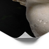 Venus de Milo Poster (Ecke)