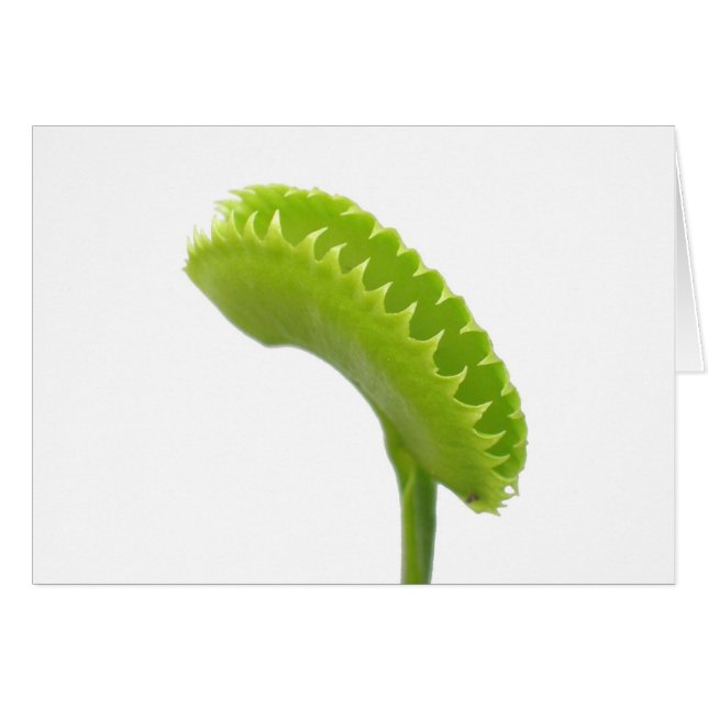 Venus fliegen Falle (Vorderseite (Horizontal))