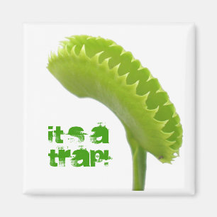 Venus fliegen Falle Magnet