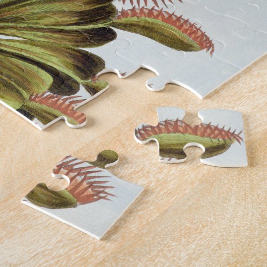 Venus Fliegenfalle, Platte 84, 'von der Sammlung Puzzle (Seite)