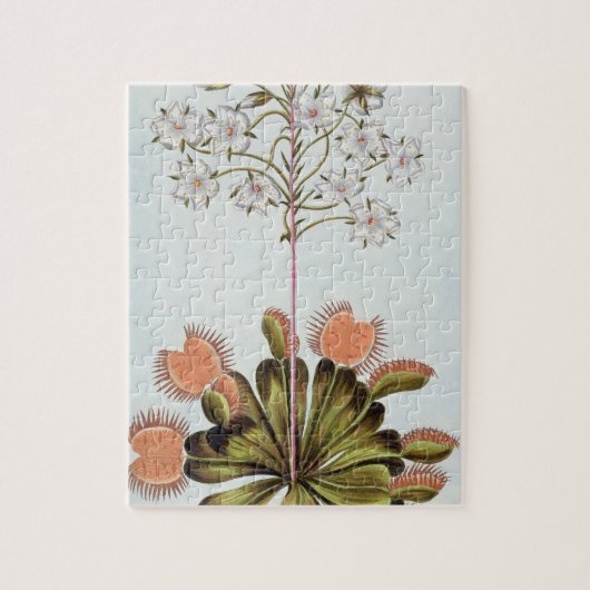 Venus Fliegenfalle, Platte 84, 'von der Sammlung Puzzle (Vertikal)