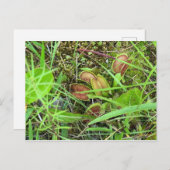 Venus-Fliegenfallen Postkarte (Vorne/Hinten)