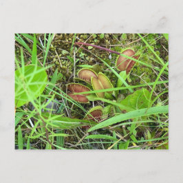 Venus-Fliegenfallen Postkarte