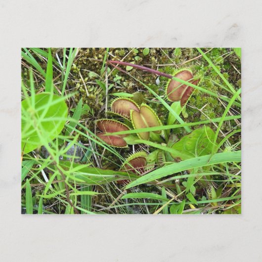 Venus-Fliegenfallen Postkarte (Vorderseite)