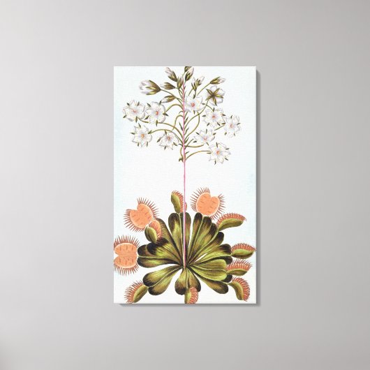 Venus Fly-Falle, Platte 84, aus "Collection Precie Leinwanddruck (Vorderseite)