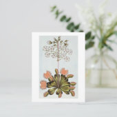 Venus Fly-Falle, Platte 84, aus "Collection Precie Postkarte (Stehend Vorderseite)